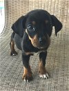 Zoe II's pup Zak