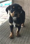 Zoe II's pup Zeus