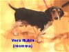 Vera's pup Hubble