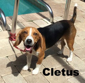 Cletus