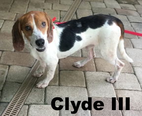 Clyde III