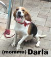 Darla's pup Dagwood