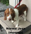 Norma Jean