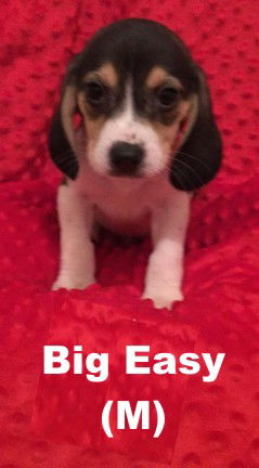 Nyx's puppy Big Easy