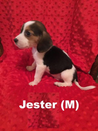 Nyx's puppy Jester