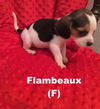 Nyx's puppy Flambeaux