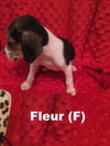 Nyx's puppy Fleur