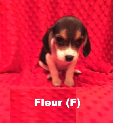 Nyx's puppy Fleur