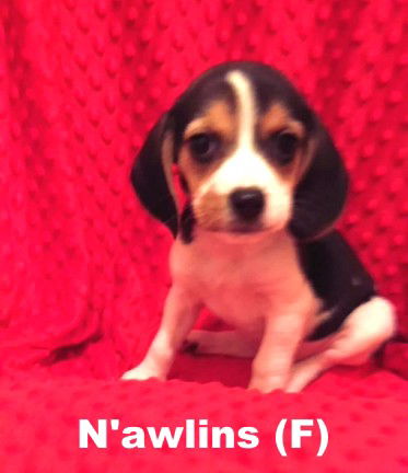 Nyx's puppy N'awlins