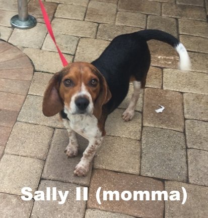 Sally II