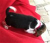Sally II's pup Thumper