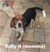 Sally II's pup Thumper