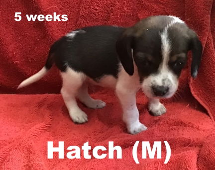 Shy's pup Hatch