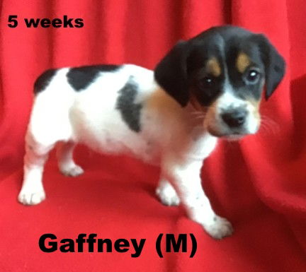 Carolina's pup Gaffney