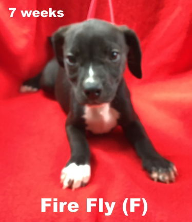 Summer's puppy Fire Fly