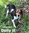 Dolly II's puppy Porter