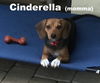 Cinderella's pup Elsa II