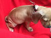 Cinderella’s pup Anna II