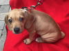 Cinderella’s pup Anna II