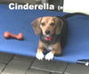 Cinderella's pup Ariel