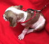 Cinderella's pup Tinkerbell