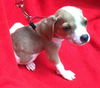 Cinderella's pup Tinkerbell