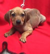 Cinderella's pup Tiana