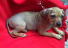 Cinderella's pup Tiana