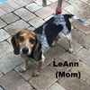 LeAnn's pup B.B.