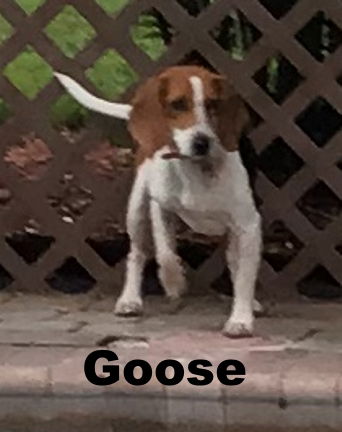 Goose