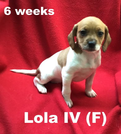 Lollipop's Puppy Lola IV