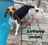 Lollipop's Puppy Lola IV