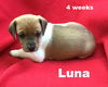 Lollipop's puppy Luna II