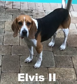 Elvis II
