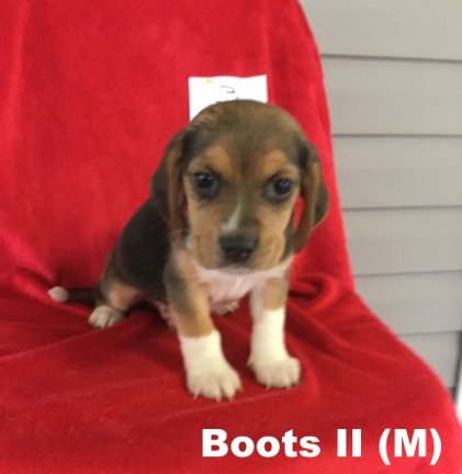 Oakley II's pup Boots II