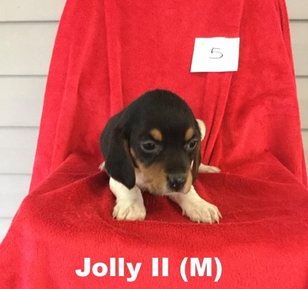Oakley II's pup Jolly II