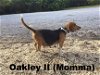 Oakley II's pup Plum