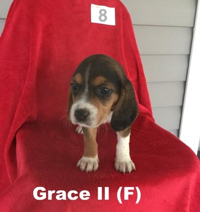 Oakley II's pup Grace II