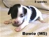 Brooke II's pup Bowie (M5)