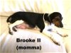 Brooke II's pup Becca (F2)