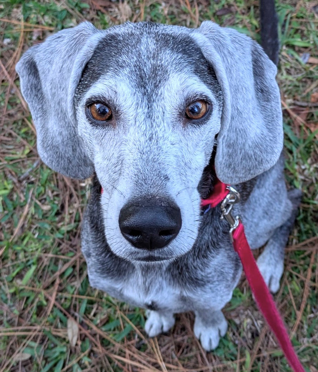 Ryder II