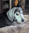 Ryder II