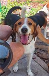 adoptable Dog in valrico, fl, FL named Duke IV