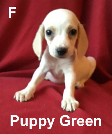 MS puppy Green