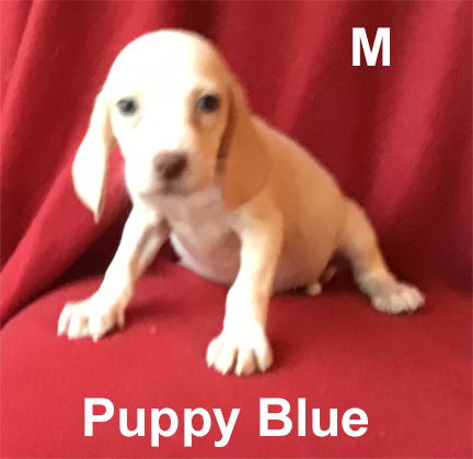 MS Puppy Blue