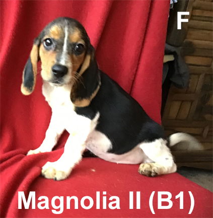 MS puppy Magnolia II