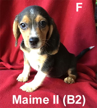 MS Puppy Maime II