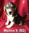 MS Puppy Maime II