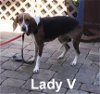 Lady V