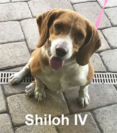 Shiloh IV